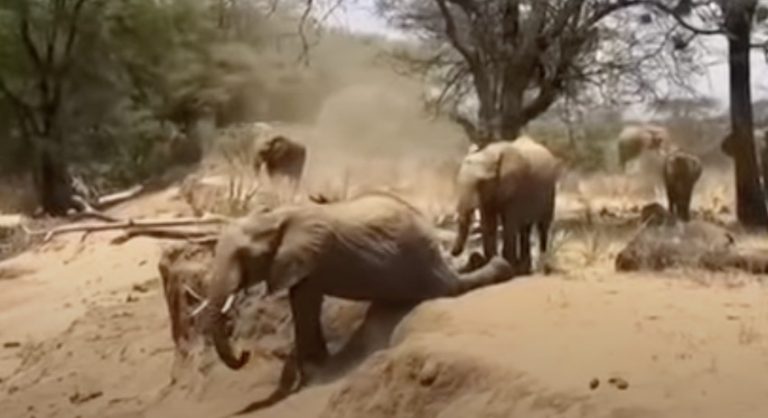 Elephants Hilariously Use Different Methods To Get Down River Bank