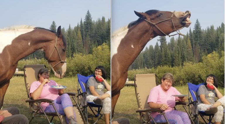 Horse Shows Campers How Much He Loves Eating Potato Chips