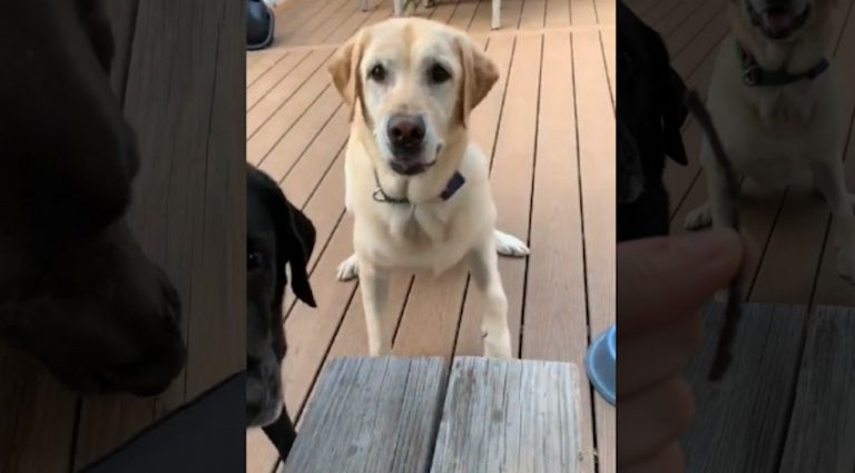 Dogs Proudly Bring Over The Tiniest Stick Ever To Play Fetch With