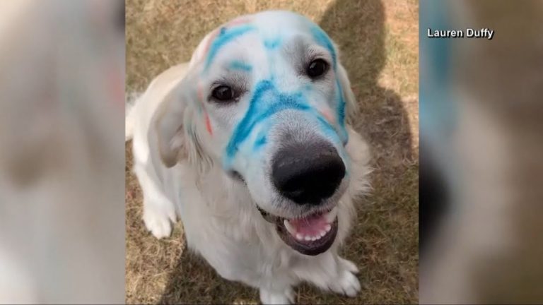 Golden Retriever Steals Crayons And Ends Up Blue In The Face