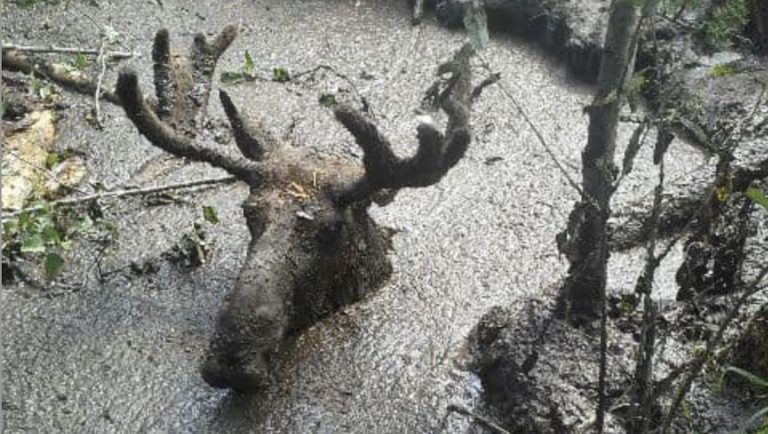 Moose Stuck Up To His Head In Mud Is Free Again Thanks To Kind Men
