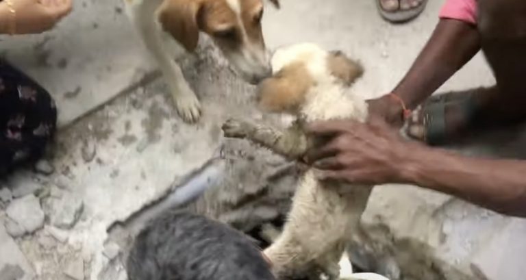 Puppies Trapped In Sewer Drain Reunited With Their Mother
