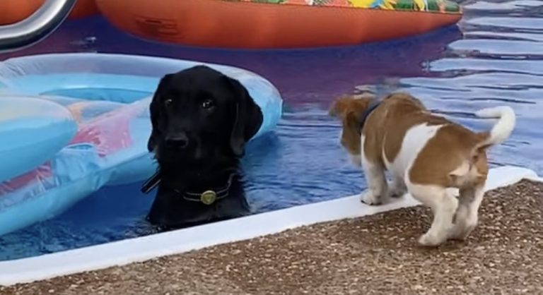 Barking Puppy Pushed into Pool By Annoyed Dog