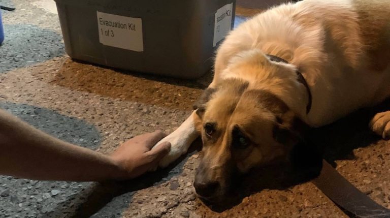 Dog Thrown from Car During Wildfire Evacuation Saved By Search and Rescue Team