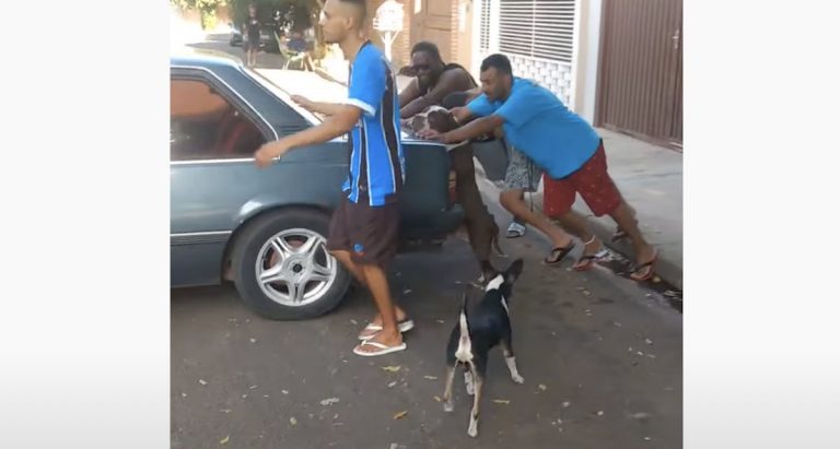 Friendly Dog Helps Push Neighbor’s Stalled Car
