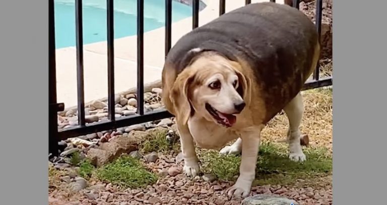 Beagle Needing To Shed 60 Pounds Is Excited Every Time He Sees A Leash