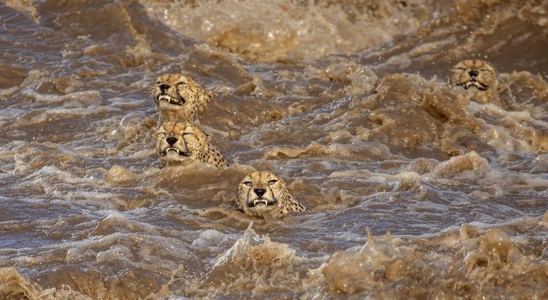 Buddhilini de Soyza Wildlife-Photographer-of-the-Year