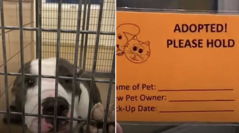 With Only Two Pit Bulls Left At Shelter, Man Works Overtime To Help Them Find Homes