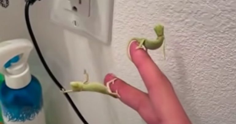 Baby Chameleons Help Owner Get Rid Of Fruit Flies