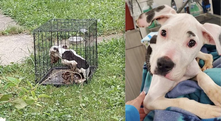 puppy found starving in crate in detroit