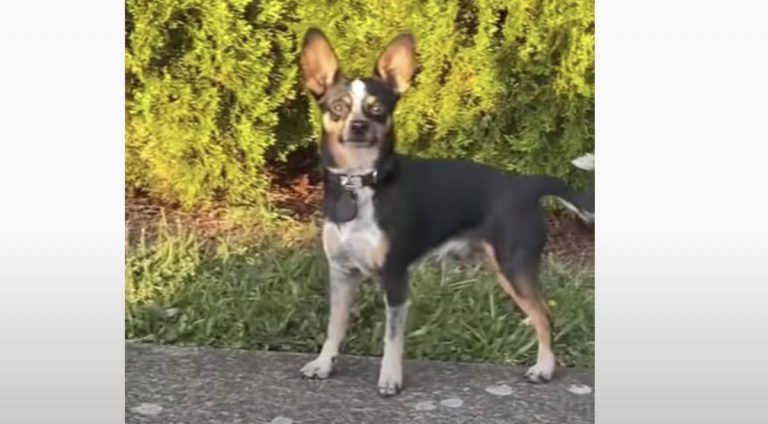 Dog Feels Guilty After He Gets Caught Running Away From Home For Some Fun