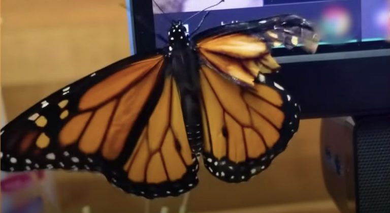 Woman Sees Butterfly With Broken Wing And Fixes It With A Feather