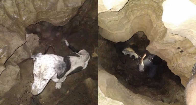Emaciated Dog Found By Cavers Reunites With Family