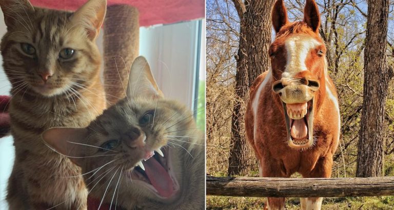 The 40 Pet Comedy Photo Award Finalists Show Just How Much Animals Bring Joy To Our Lives