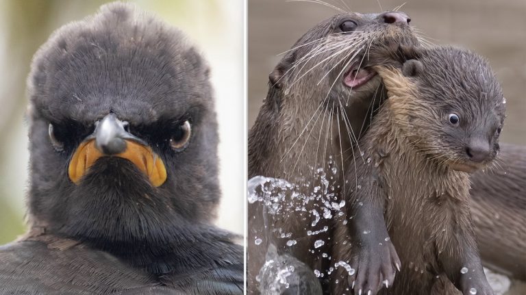 Hilarious Animal Photos from Comedy Wildlife Photography Awards are a Welcome Relief