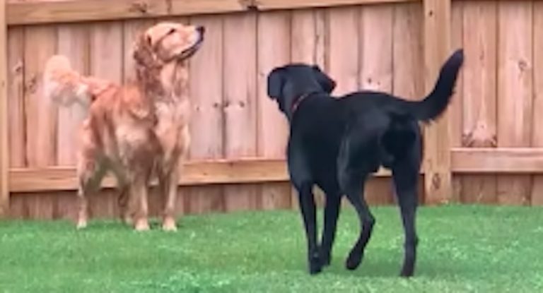 Dog Pretends Not To See Other Dog Sneaking Up On Her
