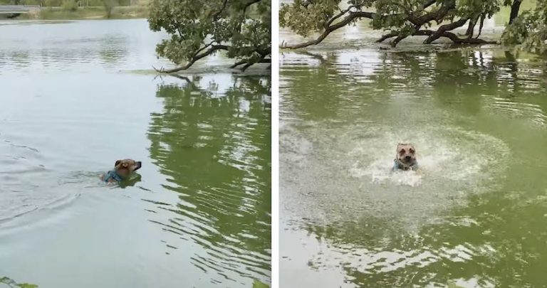 Dog Mistakes Floating Stick for Snake