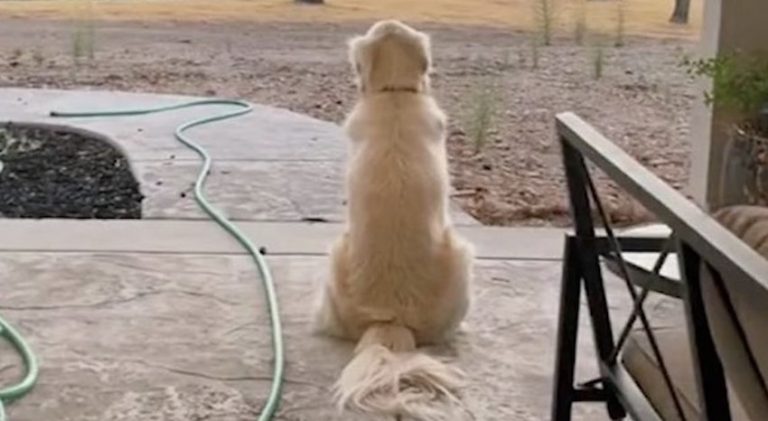 Golden Retriever Sits In Same Spot Every Evening To Watch The Sunset