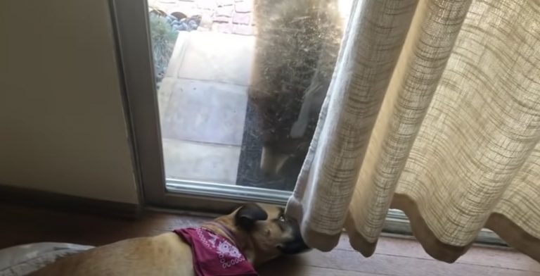 Dog Wakes Up to Bear Staring at Him Through Glass Door