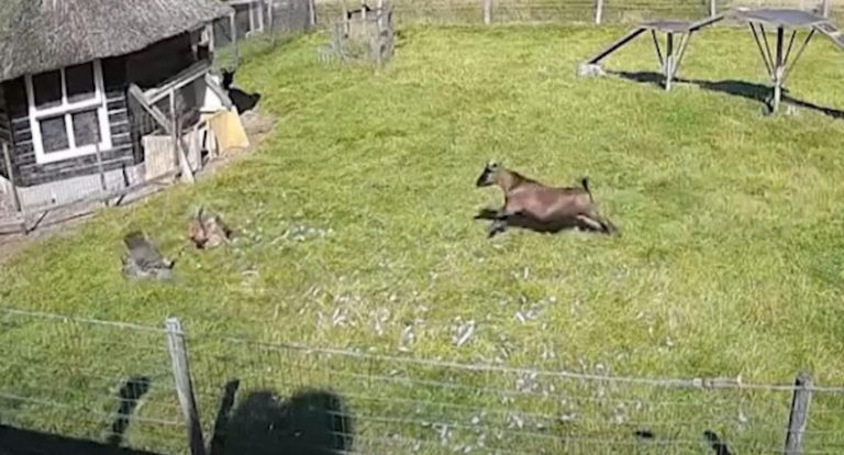 Farm Animals Rush To Protect Chicken from Hawk Attack