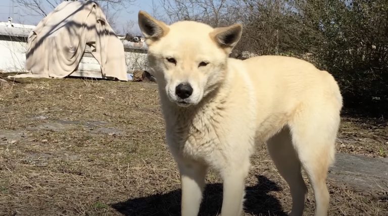 After Years Of Trying, Woman Finally Convinces Feral Dog To Join Her Family