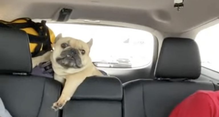 Adorable French Bulldog Throws A Fit During Road Trip