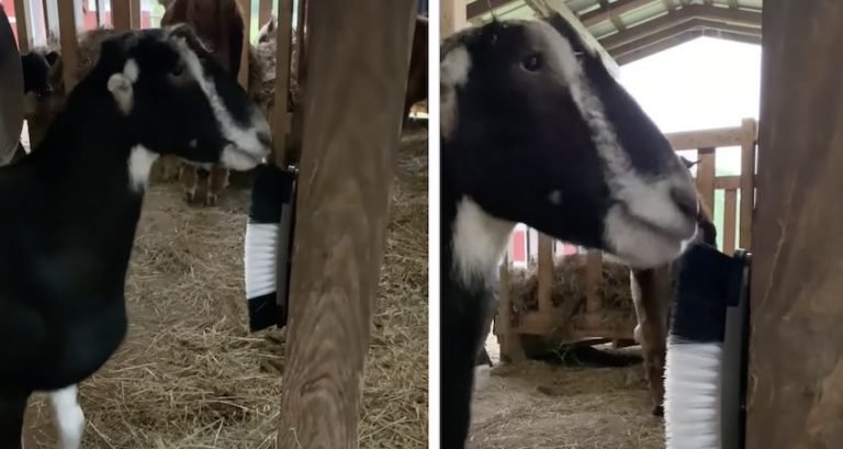 La Mancha Goat Really Loves Using Her New Brush