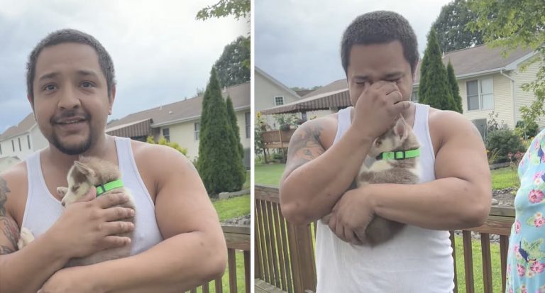 Man Who Has Wanted Husky For 15 Years Gets Birthday Surprise