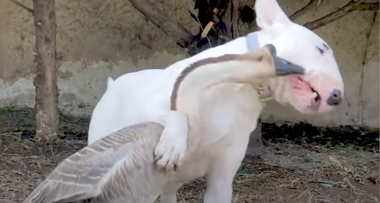 Dog Becomes Loving Big Brother to Goose
