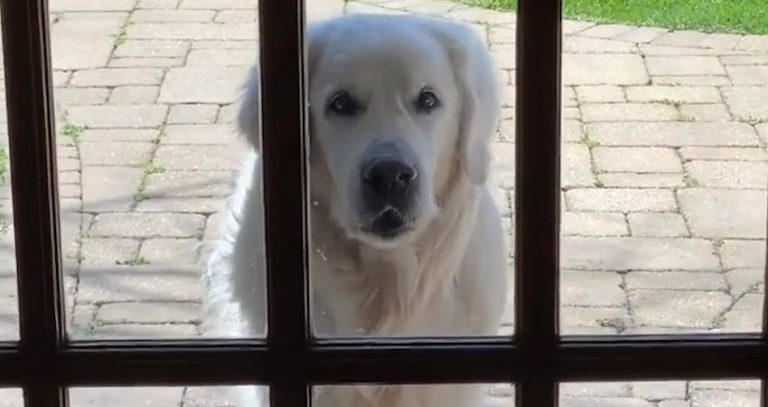 14-Year-Old Golden Retriever Sneaks Over to the Neighbors Every Day and Spreads Joy