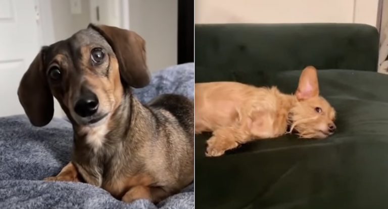 People Use Their Dogs’ Favorite Words On Pretend Phone Calls With Funny Results