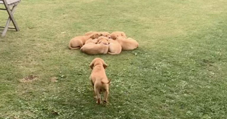puppy goes to puppy pile
