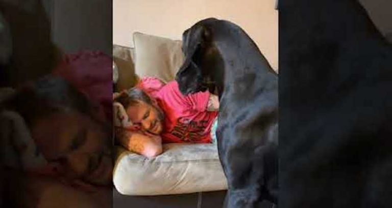 Man Pretends To Snore To Keep Great Dane From Interrupting His Nap