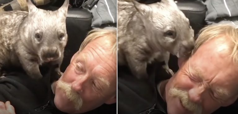 Sweet as a Baby, Rescued Wombat Becomes Rambunctious Teenager