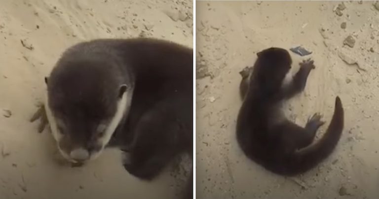 Orphaned Baby Otter Follows Kids Home From River