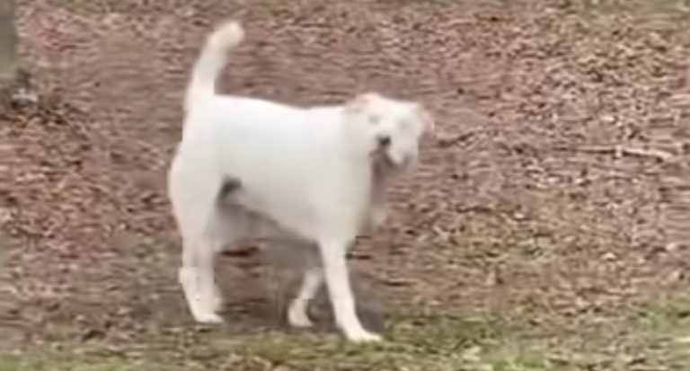 Blind Dog Suddenly Smells Her Dad In Sweet Moment