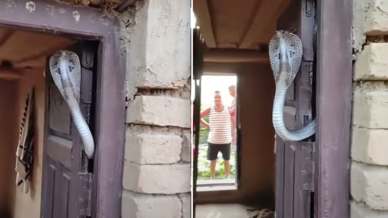 Cobra Settles in Doorway And Prevents Homeowner From Entering