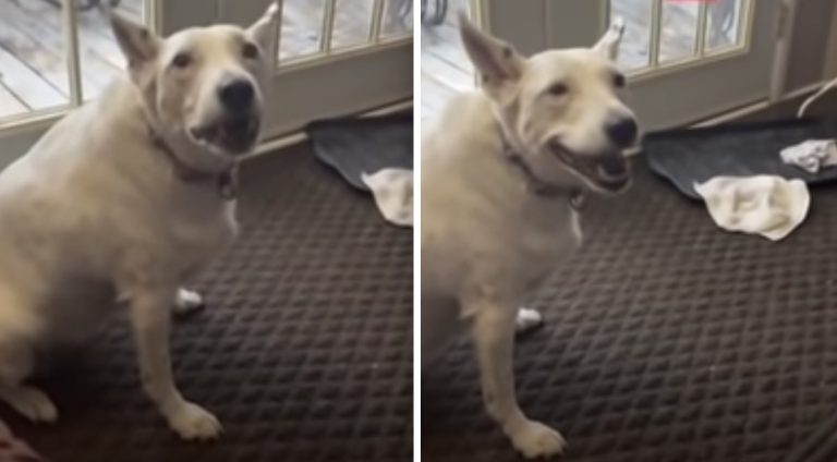 deaf dog barks