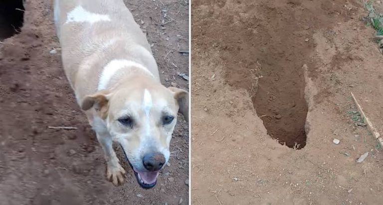 Rescue Dog Happily Digs Impressive Hole In Backyard