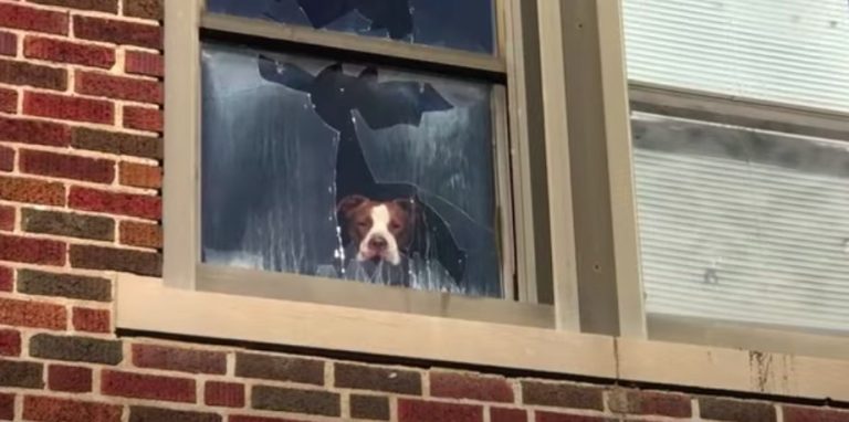 Stray Pit Bull Found In Abandoned School Eager To Greet Rescuers