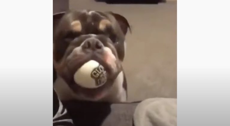 Funny Dog ‘Shoots’ Balls Out Of His Mouth While Playing Fetch