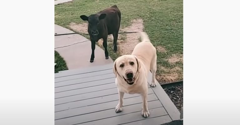 Sweet Dog Wants To Bring Cow Friend Inside To Play