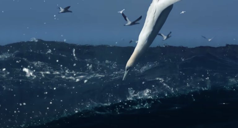 Gannets Diving for Fish Strike the Water With Loud Thud