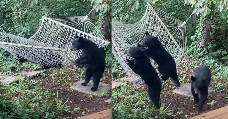 Curious Bear Cubs Adorably Confused By Hammock