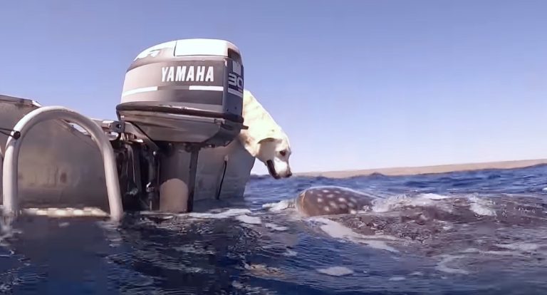 Dog Gives Curious Whale Shark A Kiss After It Swims Up To Boat