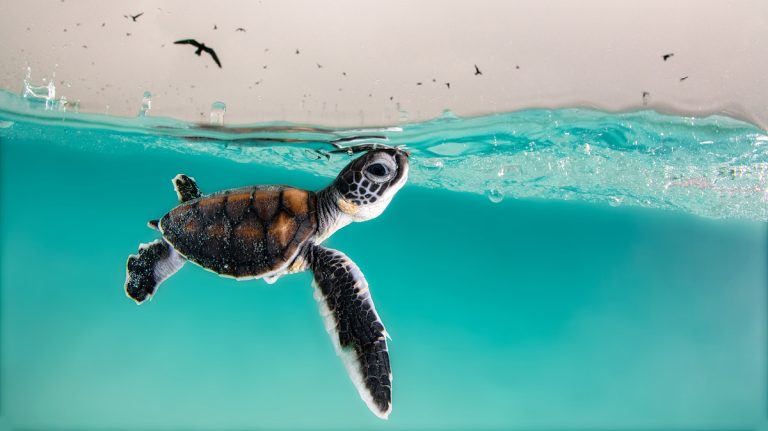 Winning Photos From Ocean Photographer of the Year Awards Stun And Delight