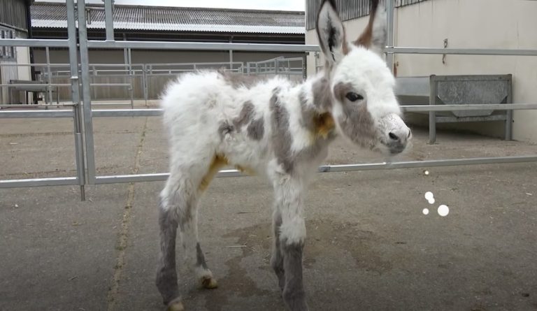 Baby Donkey Rejected By Mom Finds Loving Surrogate At Sanctuary