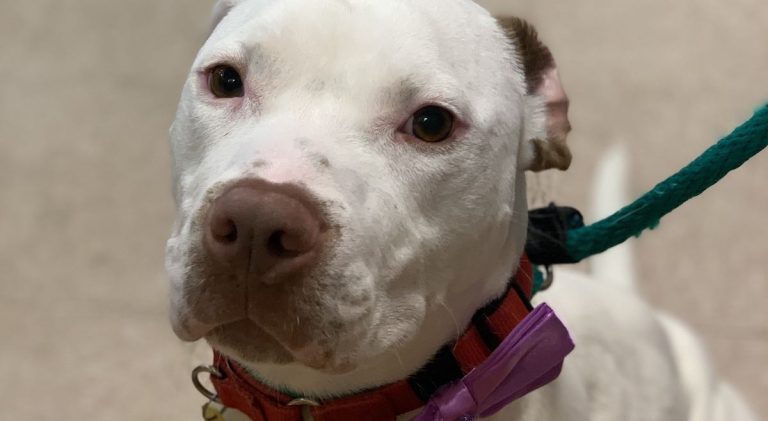 Shelter Shares Why Deserving Dog Overlooked For Nearly A Year No Longer There