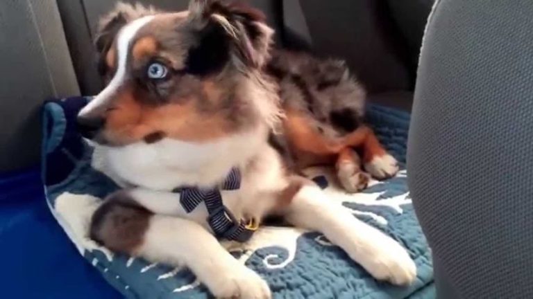 Sleepy Dog Has The Funniest Reaction When His Favorite Song Comes On The Radio