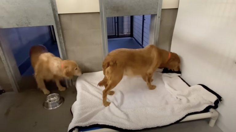 Watch These Puppy Mill Rescue Dogs Receive Their First Blanket and Comfort